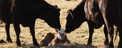 Baby calf and parent cows