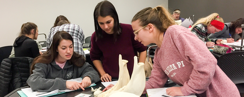 Students work as a team on their anatomy lab